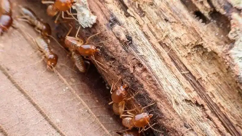 Waspada! Ini Cara Cegah Rayap Merusak Meja Kerja Kayu Jati