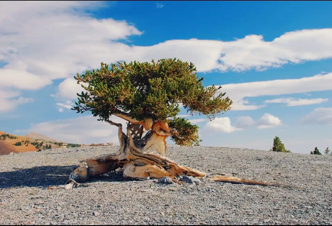 Adakah Makhluk Hidup yang Berusia Ribuan Tahun di Dunia?