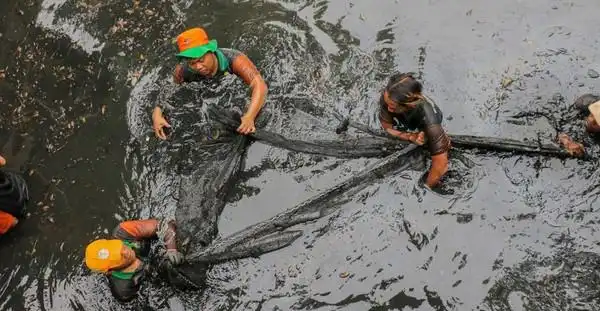 Jakarta Perang Lawan Spesies Invasif: 7 Ton Ikan Sapu-Sapu Dimusnahkan dalam Sehari
