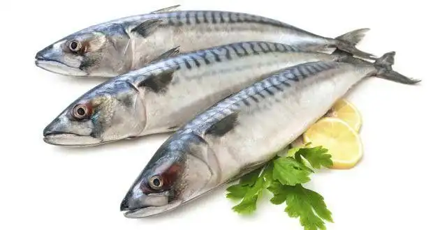 Manfaat Ikan Tenggiri untuk Kesehatan: Superfood Lokal Kaya Omega-3 dan Protein