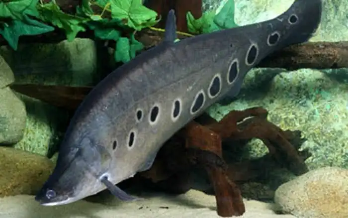 Ikan Langka yang Dilindungi di Indonesia