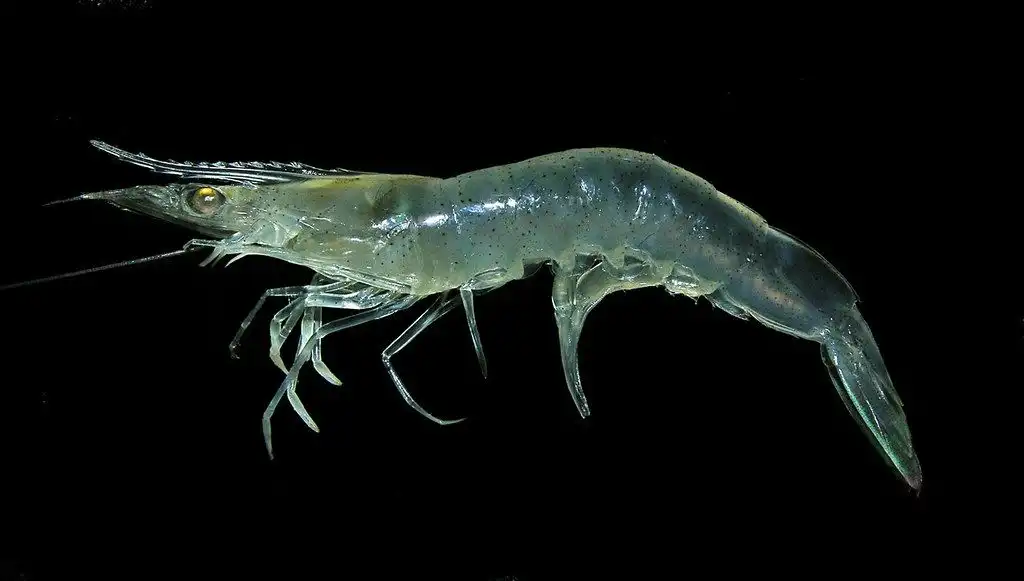 Mengapa Udang Bisa Hidup di Air Laut hingga Air Tawar? Ini Rahasia Kemampuan Adaptasinya