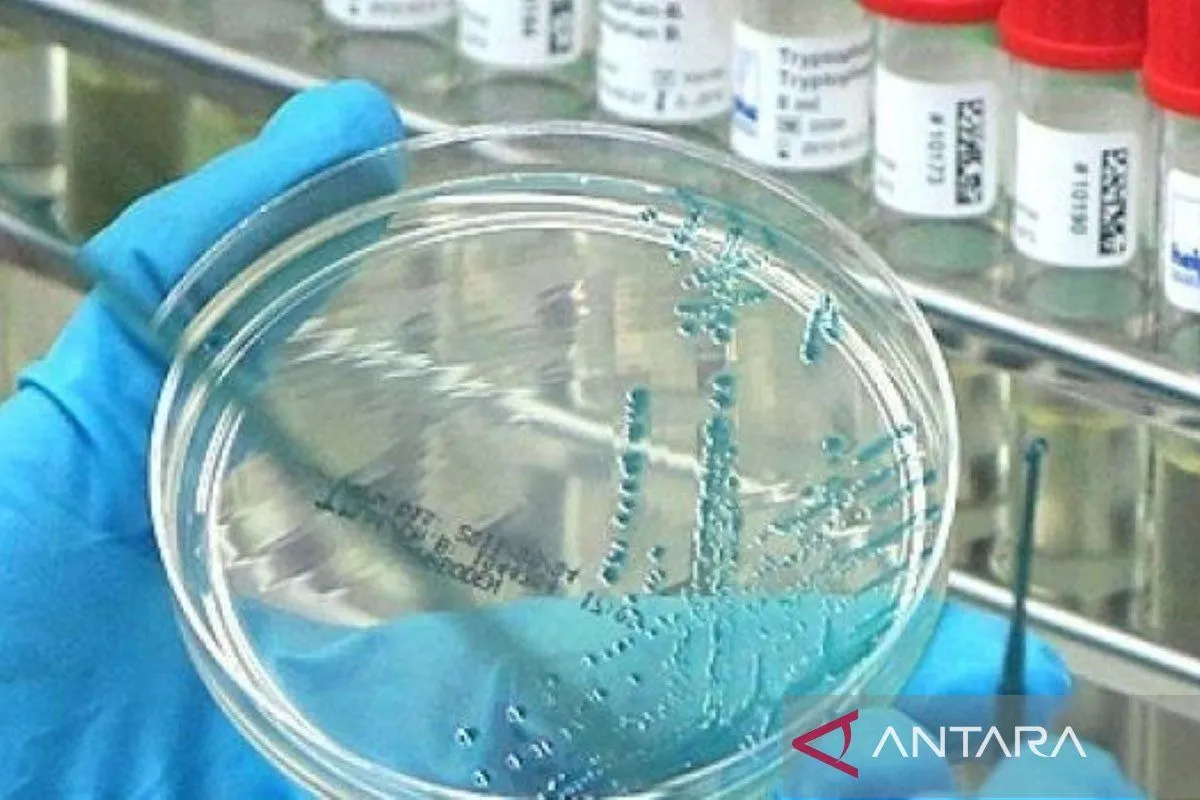 Australia Selatan Laporkan Penyebaran Lokal Flu Burung H5N1, Puluhan Kasus Terdeteksi
