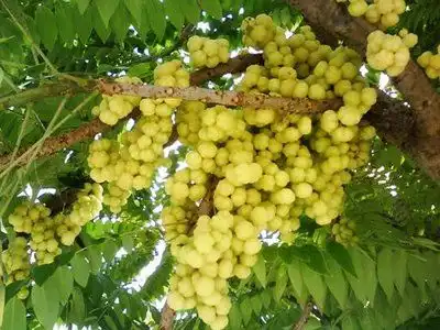 Cermai Punya Rasa Asam yang Khas, Dulu Sering Dijadikan Rujak dan Manisan