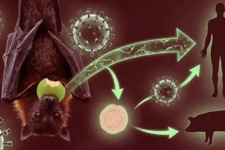 Virus Nipah Menjadi Perhatian Dunia, Kenali Cara Penularan dan Gejalanya