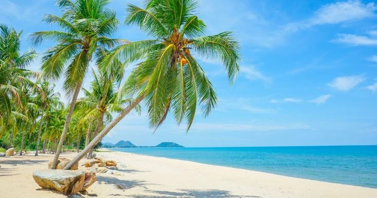 Bagaimana Kelapa Bisa Tumbuh di Daerah Pantai? Ternyata Ini Rahasia Adaptasinya