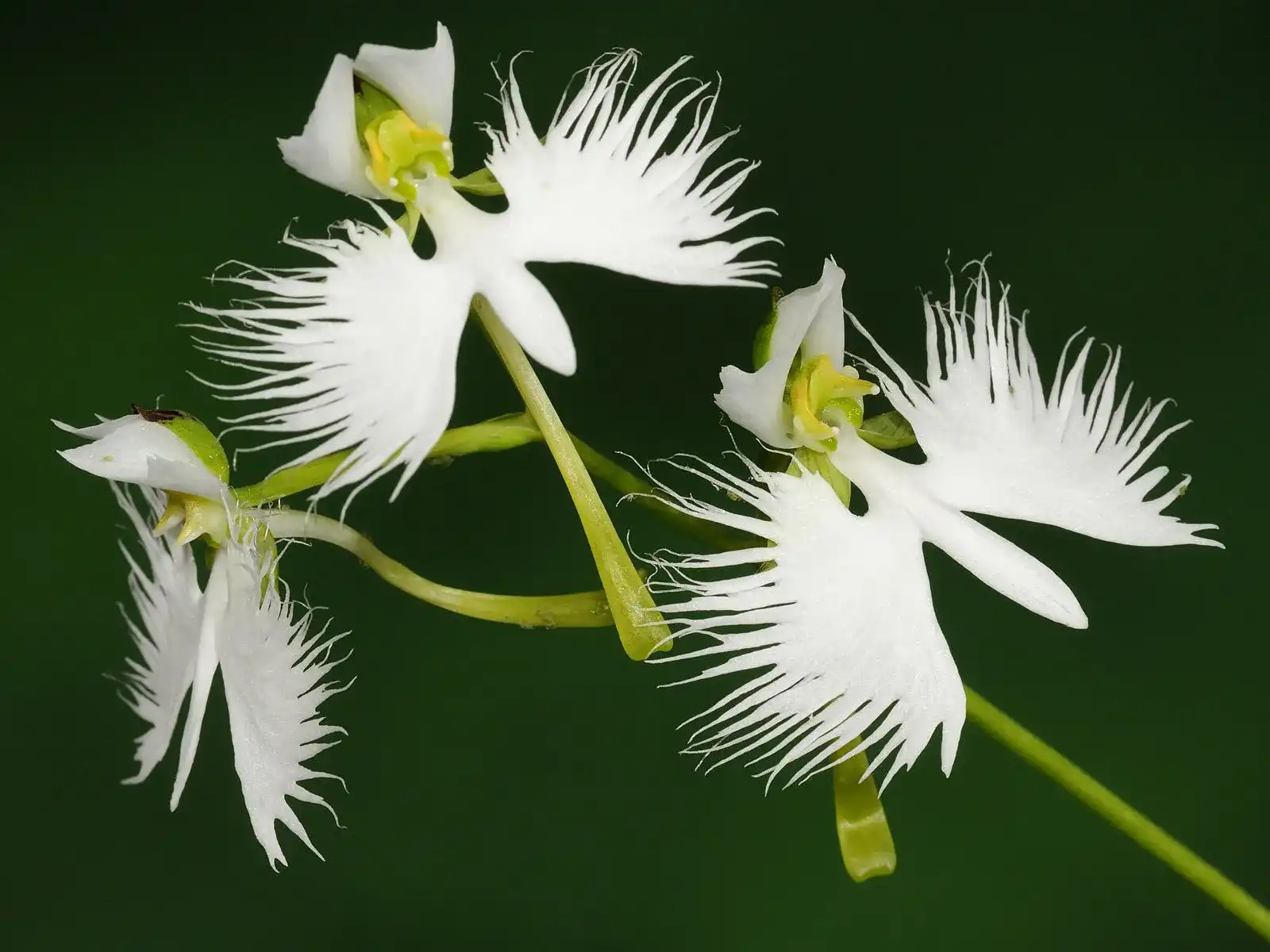 White Egret Flower, Anggrek Unik yang Tampak Seperti Burung Bangau Putih Sedang Terbang