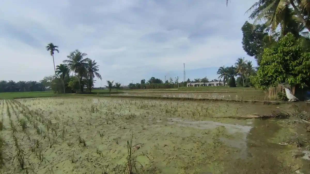 Gubernur Sumut Bobby Nasution Terima Satya Lencana Wirakarya, Sumut Surplus Beras Lebih 500 Ton
