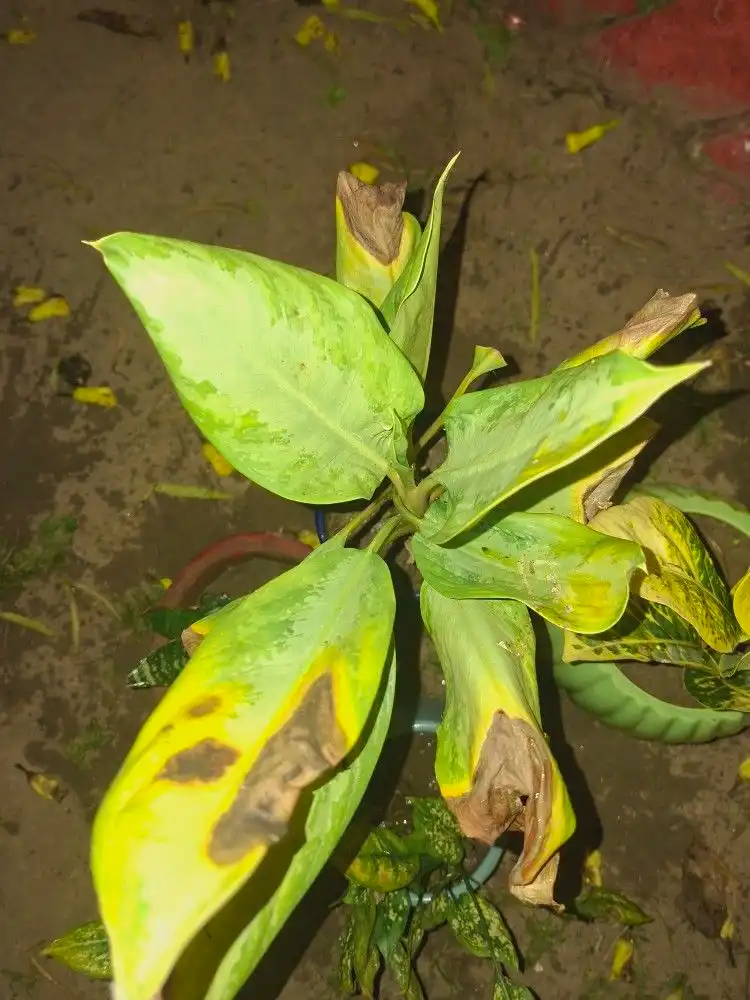 Kenapa Daun Tanaman Bisa Menguning Padahal Rajin Disiram?