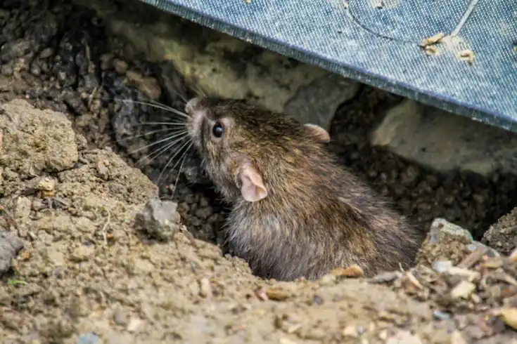 Tanpa Racun, Begini Cara Mengusir Tikus dari Rumah Secara Alami
