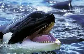 Mengintip Sisi Emosional Orca Saat Berduka