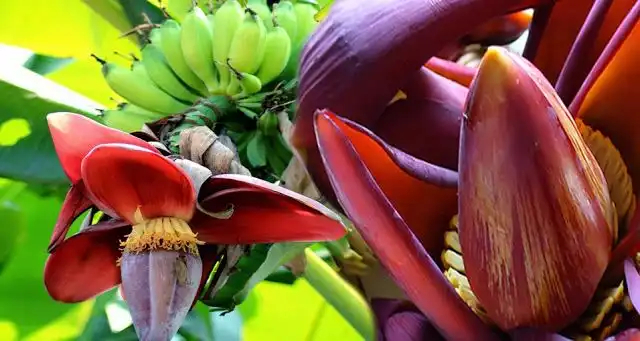 Jantung Pisang, Si Bahan Makanan Tradisional yang Kaya Manfaat untuk Kesehatan