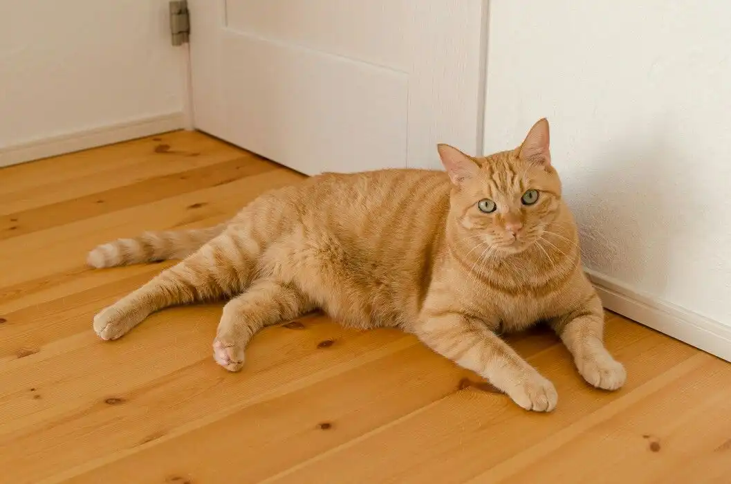 Mengapa Kucing Suka Mengikuti Pemiliknya ke Kamar Mandi? Ini Alasannya