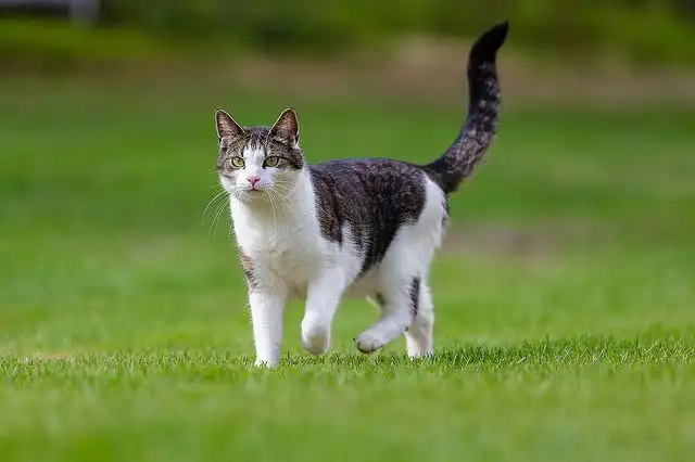Kenapa Kucing Tiba-Tiba Datang ke Rumah? Bisa Jadi Karena Merasa Aman dan Menemukan Makanan