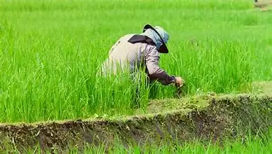 Cara Mengatasi Gulma di Area Persawahan