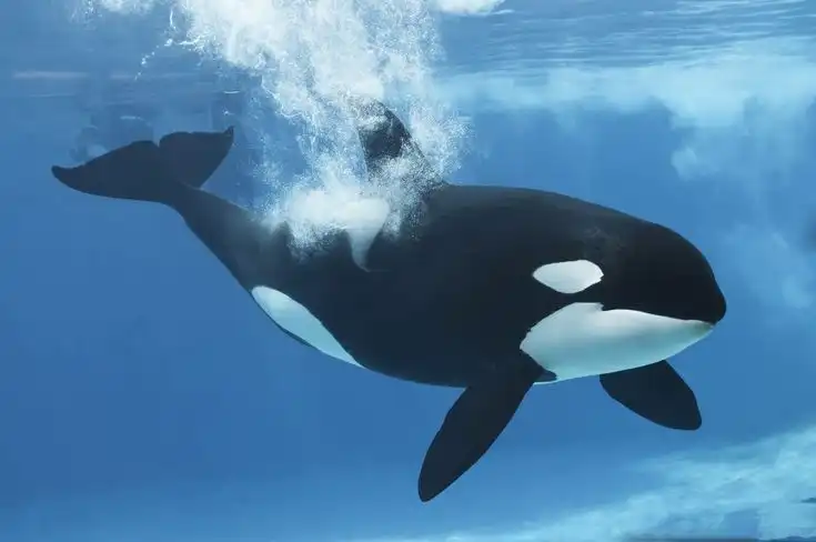 Mengenal Paus Orca: Fakta Kecerdasan Paus Pembunuh dan Mitos Predator Puncak