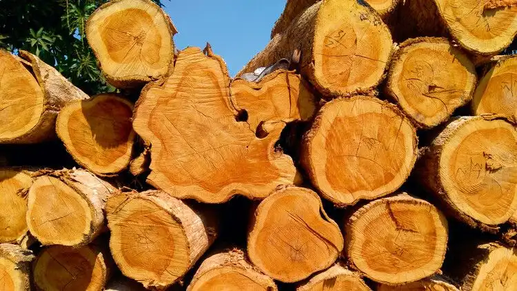 Alasan Kayu Jati Jadi Primadona Bangunan dan Furnitur