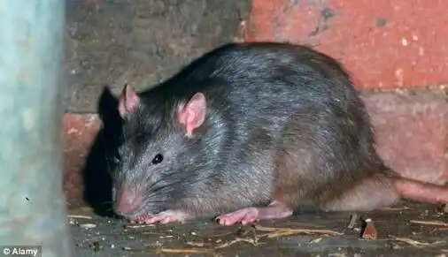 Mengapa Tikus Lebih Aktif Mencari Makanan pada Malam Hari?