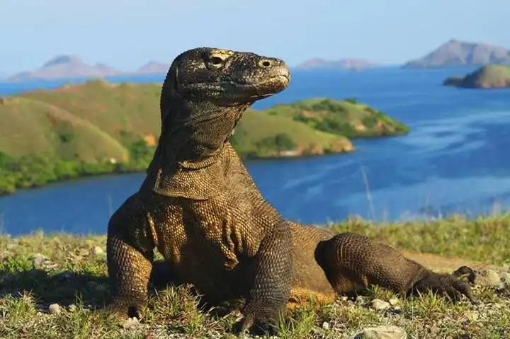 Komodo merupakan hewan purba asli Indonesia yang memiliki kemampuan berburu luar biasa. Simak fakta unik, habitat, dan bahaya komodo.