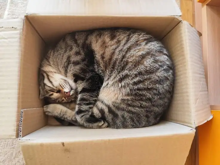 Kucing Suka Tidur di Kardus dan Tempat Sempit, Ini Alasannya