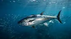 Tuna: Manfaat, Kandungan Nutrisi, Jenis, Bahaya Merkuri, dan Cara Aman Mengonsumsinya