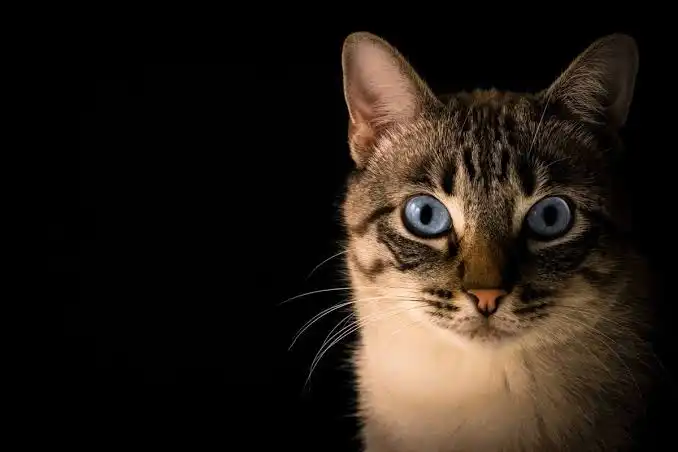 Mengapa Mata Kucing Bisa Terlihat Berbeda Saat Terkena Cahaya?
