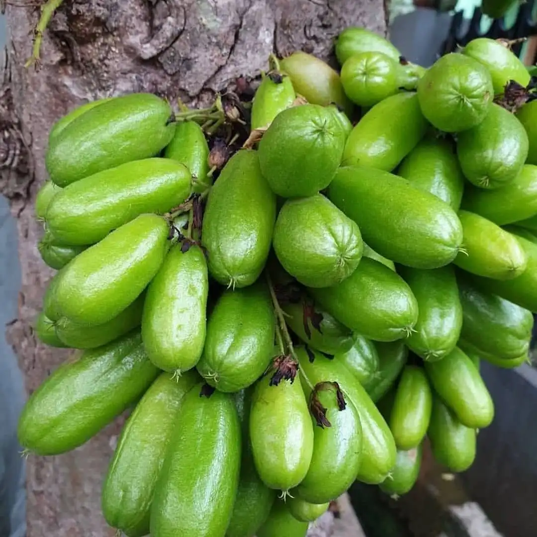 Tak Sekadar Asam, Ini 5 Kreasi Makanan dari Belimbing Wuluh yang Bikin Selera Bangkit