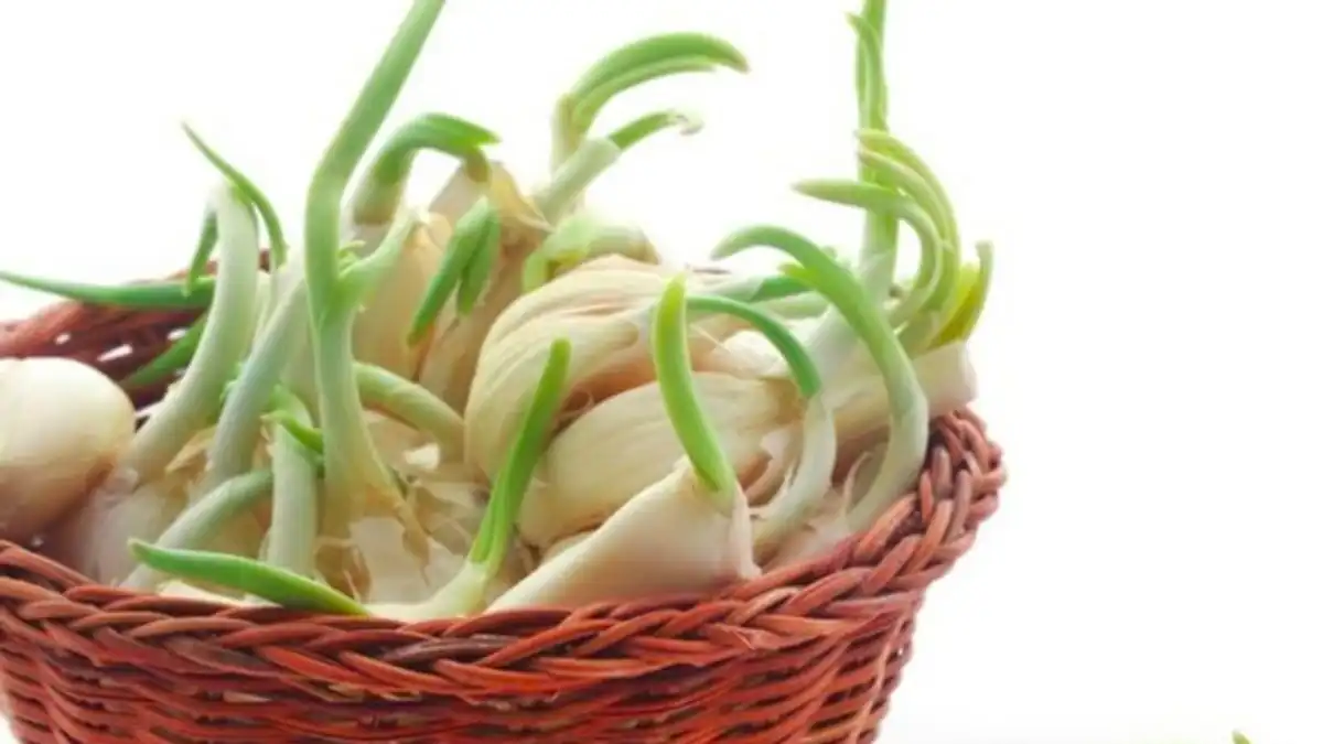 Mengapa Bawang Mudah Bertunas Saat Disimpan Terlalu Lama?Ini Penyebabnya