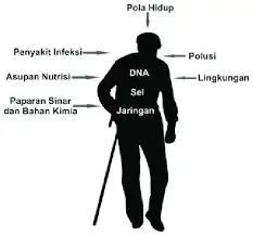 Kajian tentang Faktor Internal dan Eksternal yang Memengaruhi Daya Tahan Tubuh