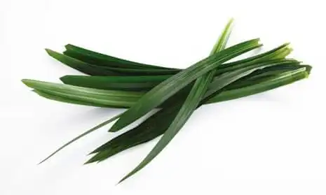 Bukan Sekadar Hiasan, Ini Rahasia Harum Daun Pandan