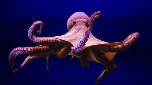 Gurita: Hewan Laut dengan Tiga Jantung dan Darah Berwarna Biru