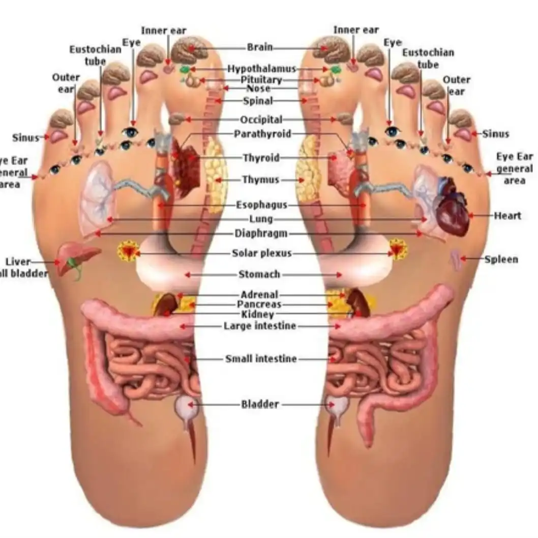 Pijat Refleksi: Benarkah Titik di Kaki Bisa Mempengaruhi Organ Tubuh?