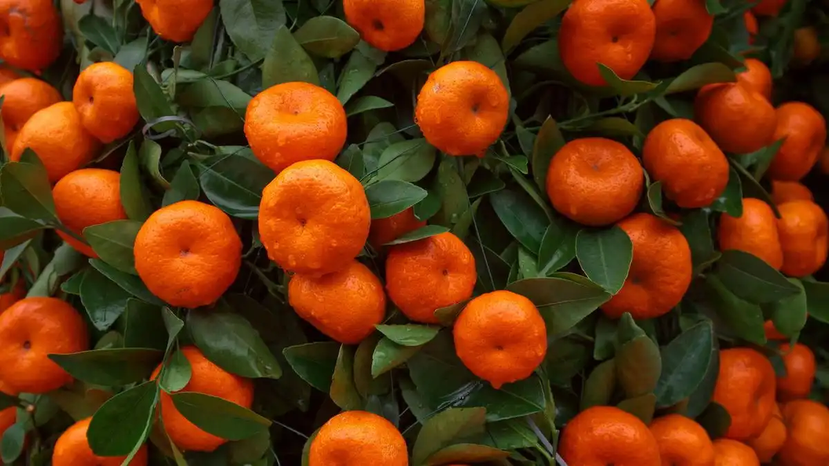 Mengenal Jeruk Sankis: Buah Berkulit Tebal dengan Rasa Segar dan Kaya Vitamin C