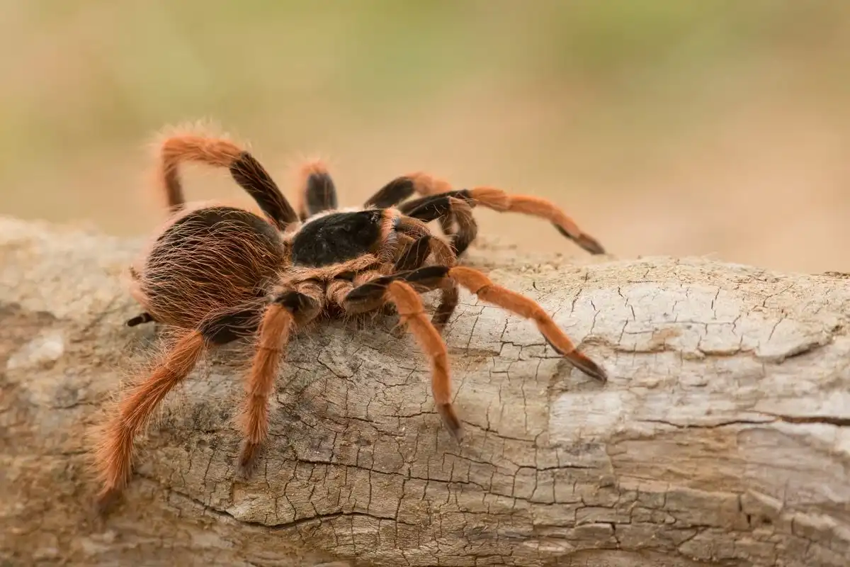 Hubungan Unik Tarantula dan Katak yang Jarang Disadari