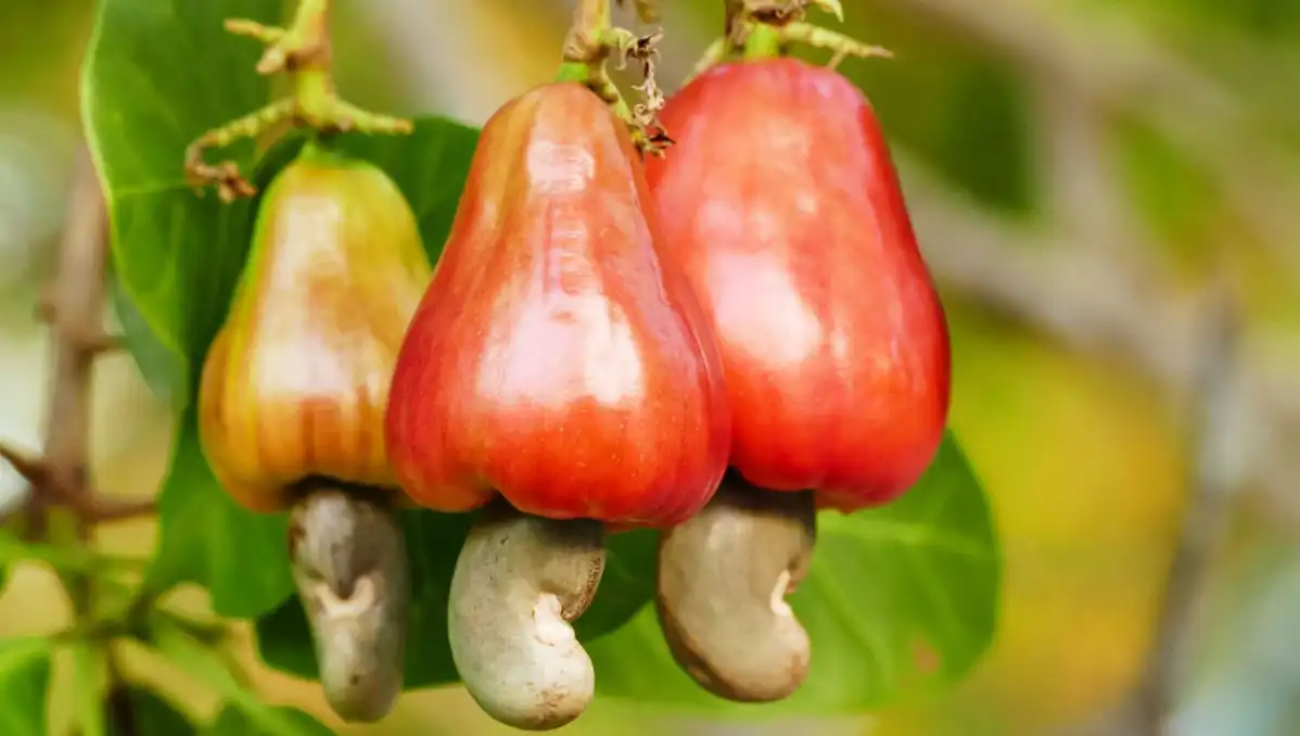 Mengenal Buah Mete: Si Unik yang Sering Dikira Kacang