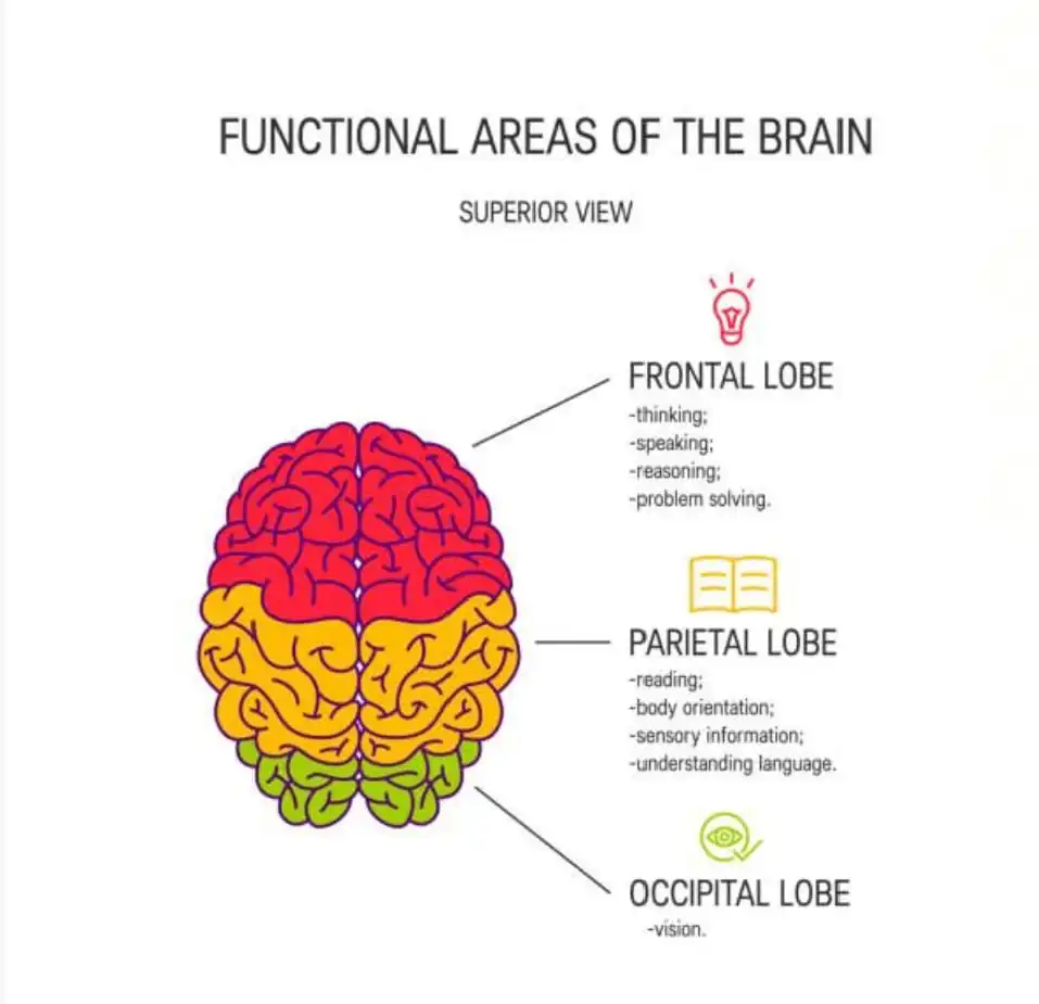Benarkah Manusia Menggunakan Kapasitas Otaknya Hanya 10% saja? 