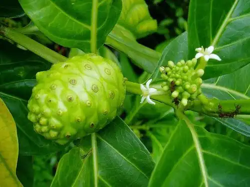 Mengkudu: Buah Beraroma Tajam dengan Segudang Potensi Manfaat untuk Kesehatan