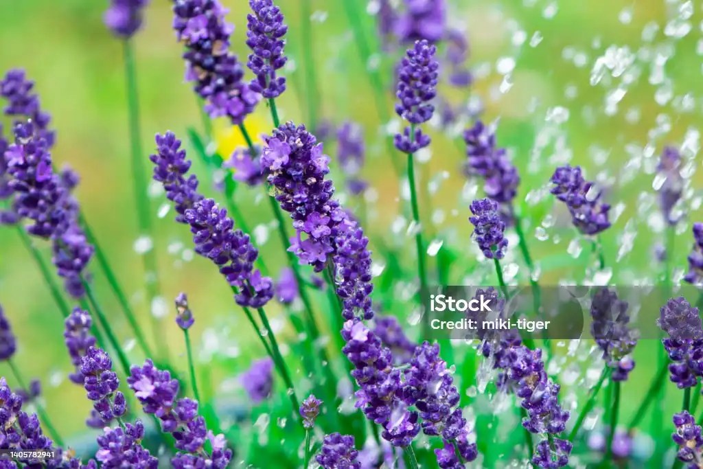 Bunga Lavender: Si Ungu yang Bukan Sekadar Pengharum Ruangan, tapi Sahabat Sejati buat Healing