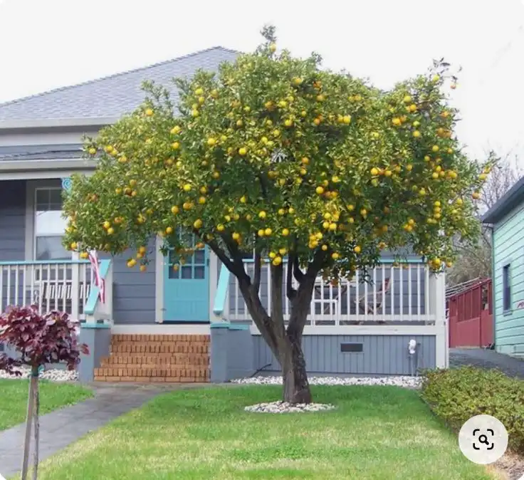 Biar Nggak Menyesal, Pilih Jenis Pohon Buah Ini untuk Rumah