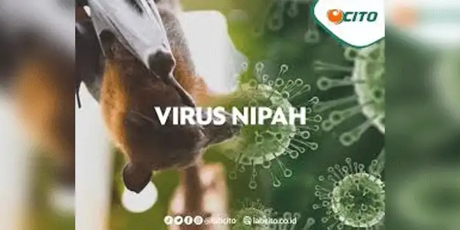Dinkes Sumut Tingkatkan Kewaspadaan Virus Nipah, Perkuat Deteksi Dini dan Koordinasi Lintas Sektor