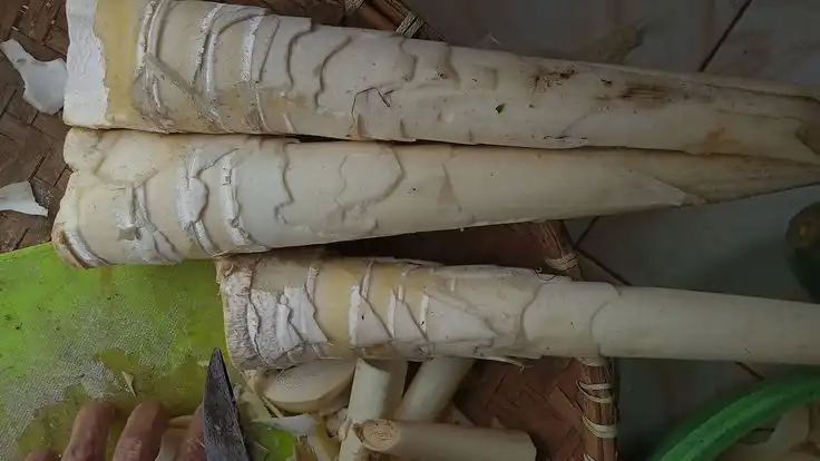 Jangan Remehkan Rebung! Aromanya Khas, Manfaat Kesehatannya Luar Biasa