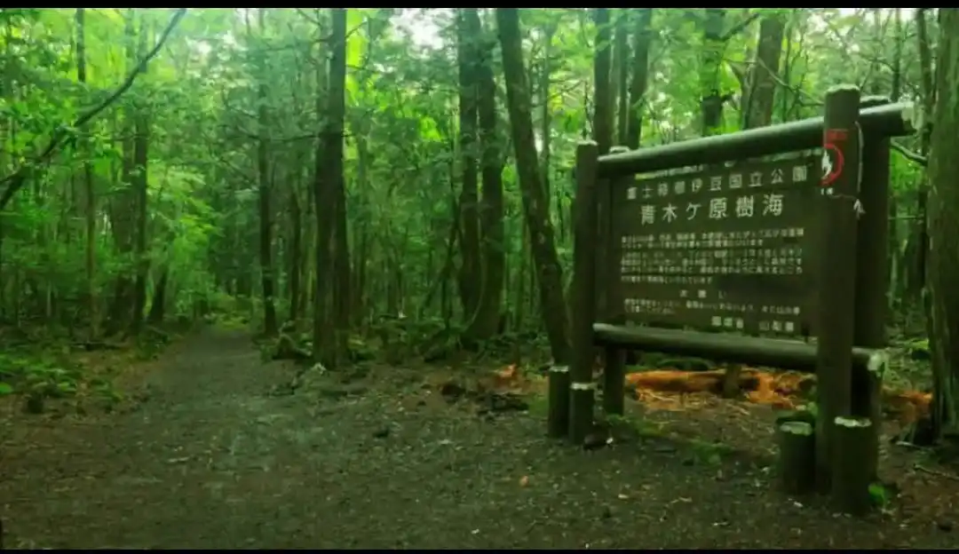 Hutan Aokigahara di Jepang: Hutan Sunyi yang Penuh Misteri