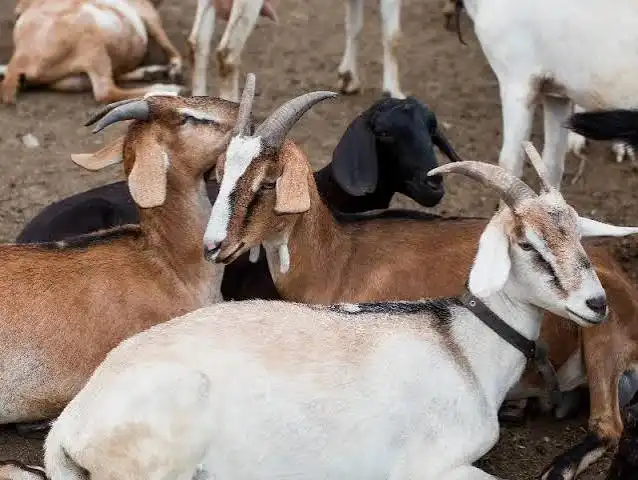Kenali Tanda-Tanda Ternak Mengalami Gangguan Kesehatan