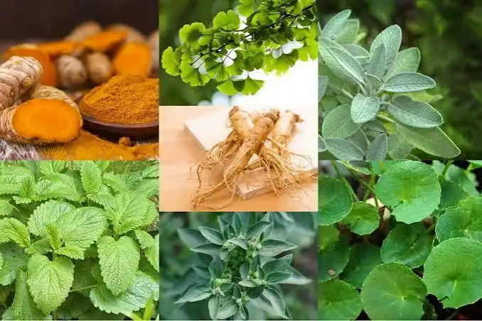 7 Tanaman Herbal yang Mudah Ditanam di Rumah dan Bermanfaat untuk Kesehatan