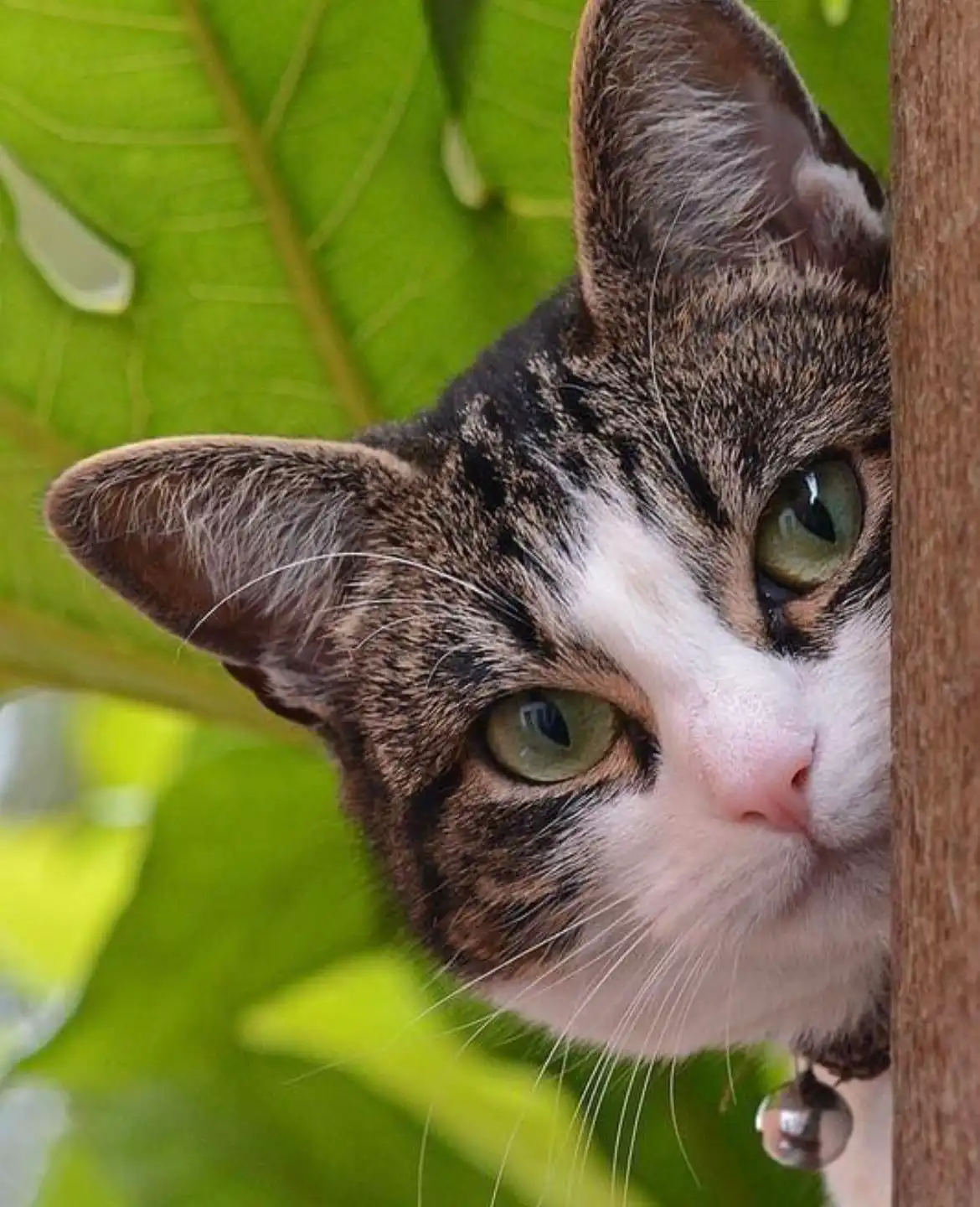 Benarkah Kucing Bisa Melihat Aura Baik Manusia? Cek Faktanya