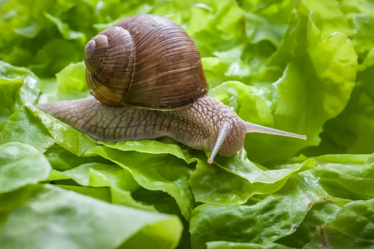 Kenapa Siput Bisa "Meleleh" Saat Kena Garam? Ternyata Ini Alasannya