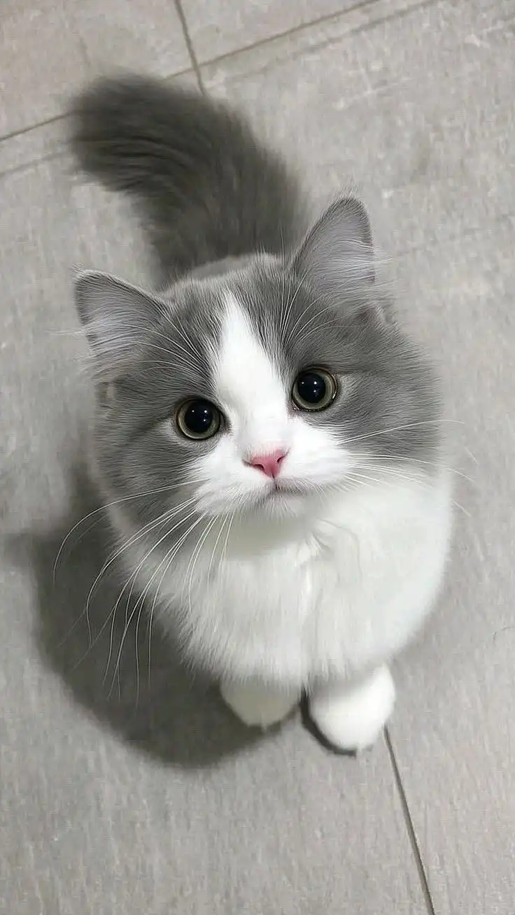 Fakta Menarik tentang Kucing yang Jarang Diketahui, Nomor 7 Bikin Takjub!