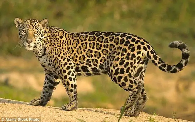 Mata Jaguar, Sistem Penglihatan Malam Alami yang Enam Kali Lebih Tajam dari Manusia