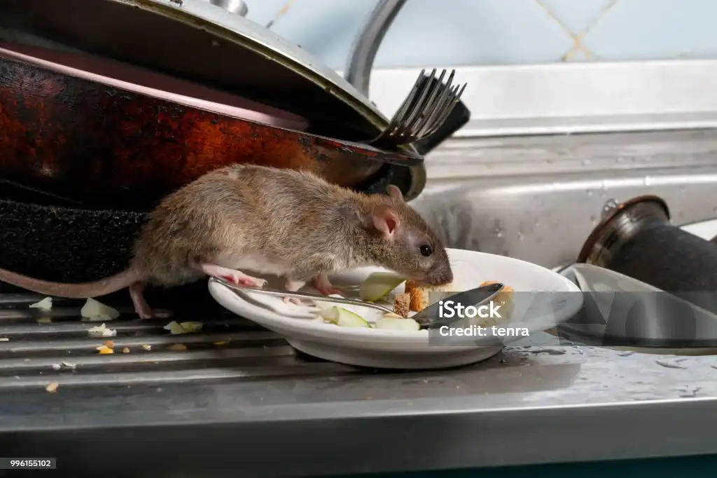 Tips 5 Bahan Alami Bagi Rumah Bebas Tikus Tanpa Racun