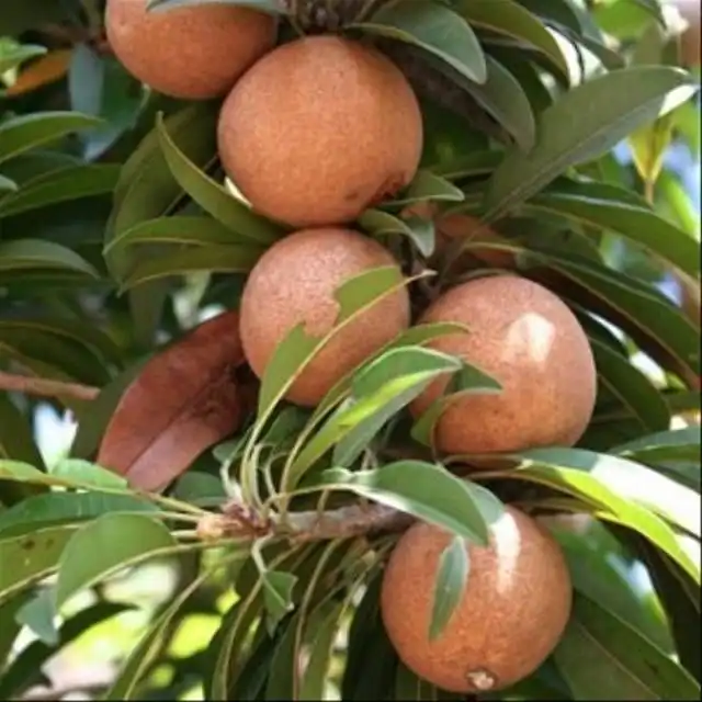 7 Manfaat Buah Sawo Manila untuk Kesehatan, Manis dan Kaya Nutrisi